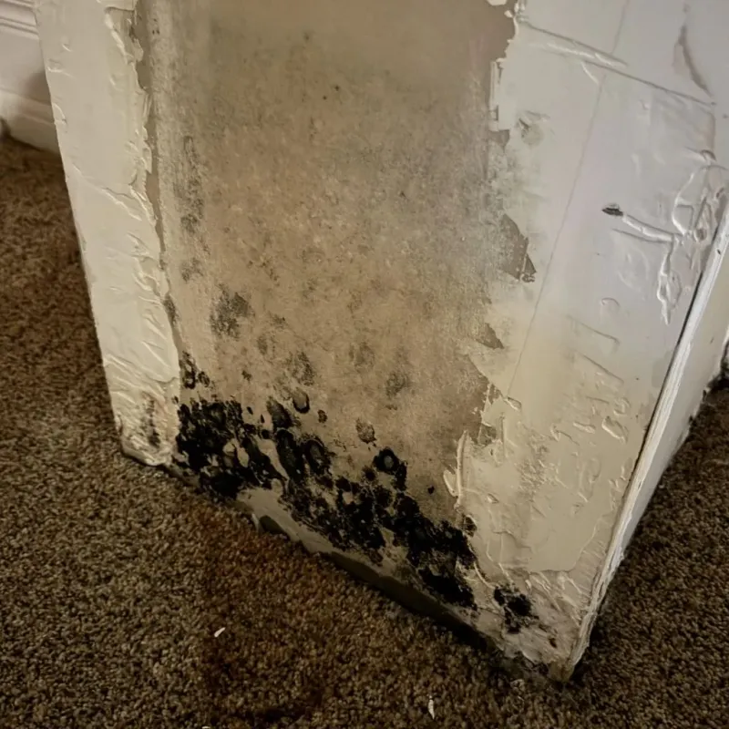 Professional Mold Removal in De Soto, KS